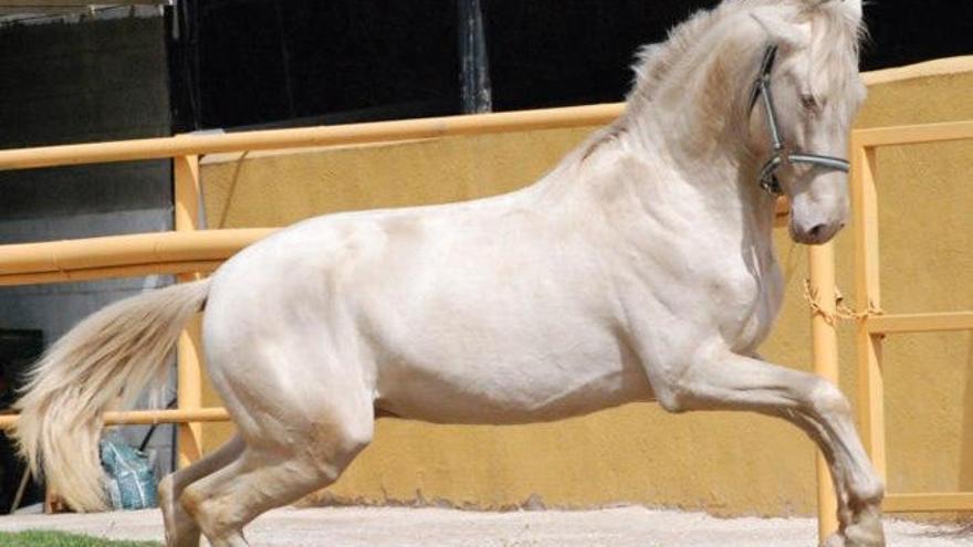 Foto: Canarias confirma tres caballos con fiebre del Nilo Occidental en el primer foco detectado en las Islas